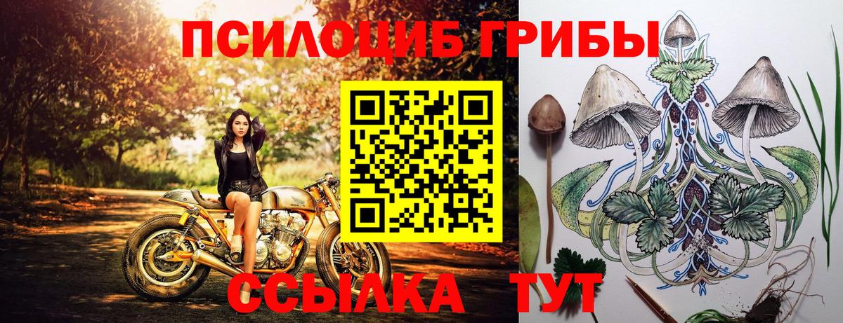 Галлюциногенные грибы Psilocybine cubensis Балтийск